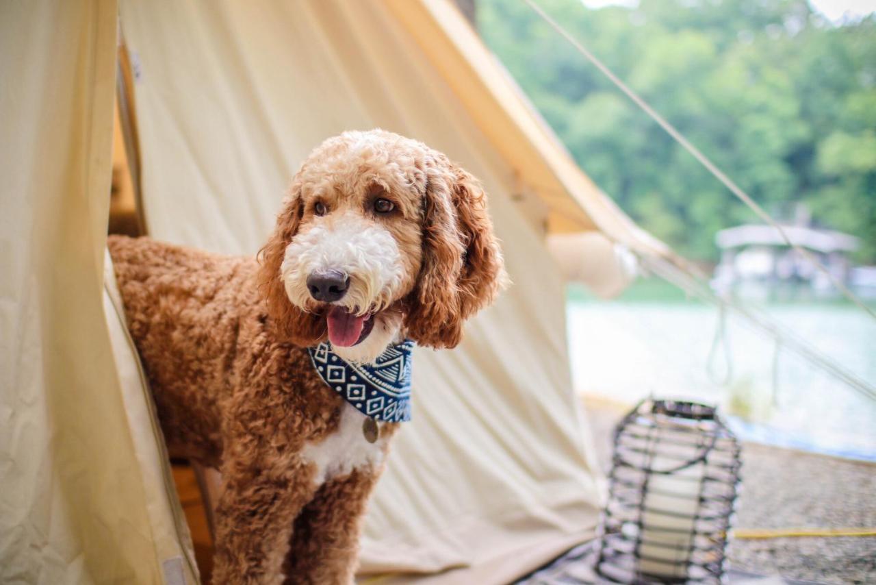 Hotel Timberline Glamping At Unicoi State Park Helen Zewnętrze zdjęcie